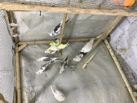 Sultanlar tüm bilgiler için arayın mesaj ile bilgi verilmez