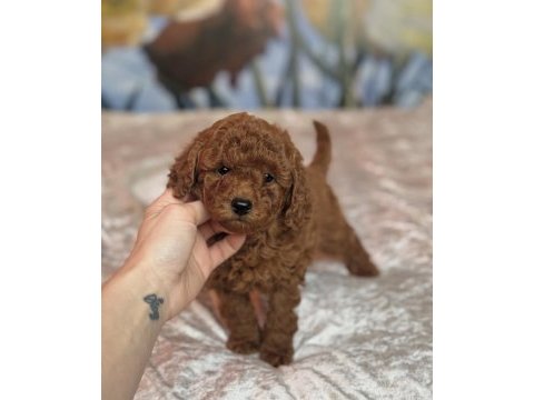 Yeni evine gitmeyi bekleyen toy poodle bebekler
