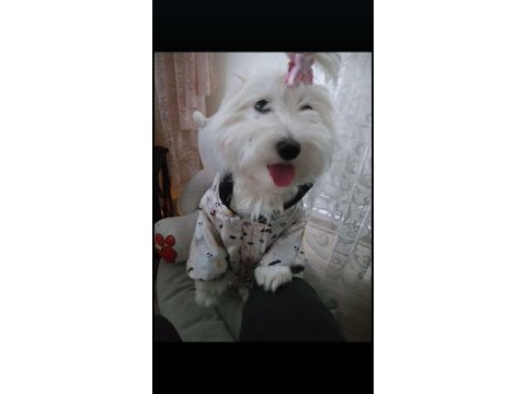 Maltese sahiplendirilecek