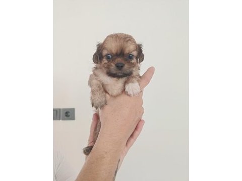 Dişi erkek pekinez köpekler