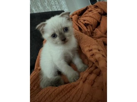 Çikolata özel renk çok özel yavru kediler