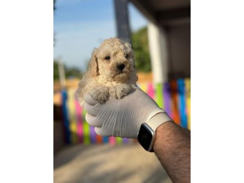 Maltipoo kapıda ödeme ve kredi kartı imkânı mevcuttur