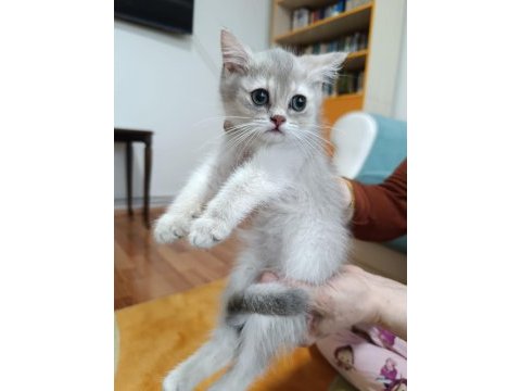 Golden british shorthair ay25
