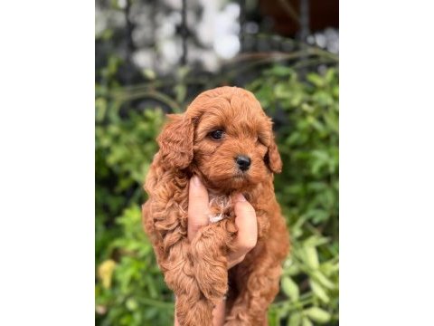 Büyümeyen tüy dökmeyen maltipoo bebeklerimiz