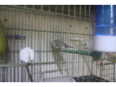 Sahibinden farklı cinslerden finch kuşlar