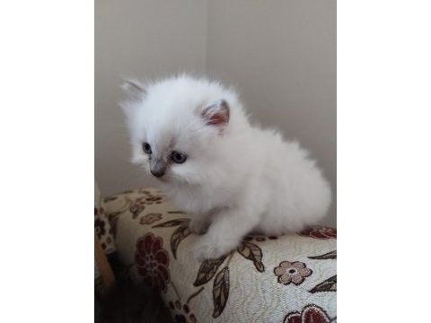Mavi gözler british shorthair