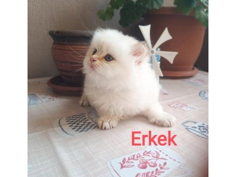 British longhair erkek