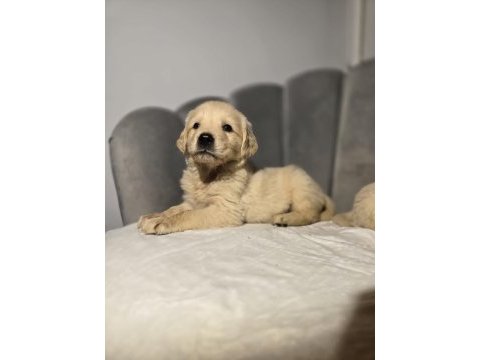 Orjinal golden retriever