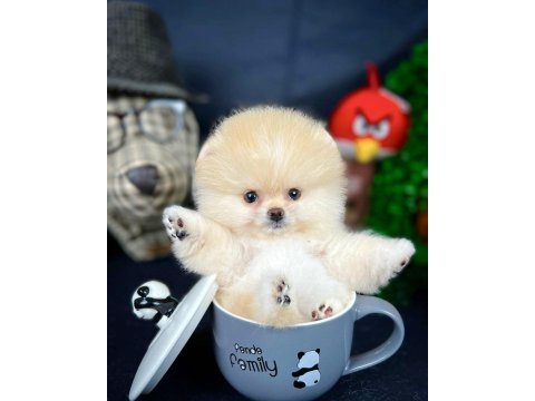 Yavru patiler farkı ile teddy bear yavrularımız