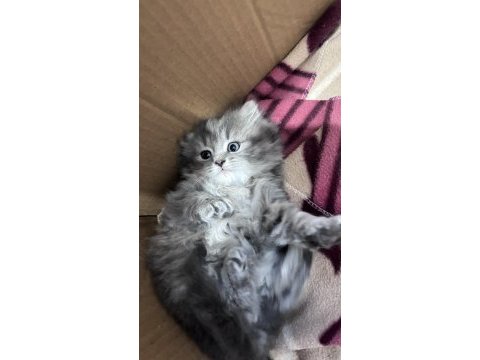 Scottish fold yavrular
