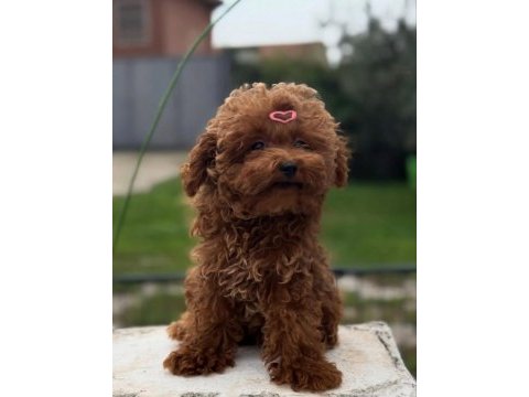Orjinal ırk garantili toy poodle 