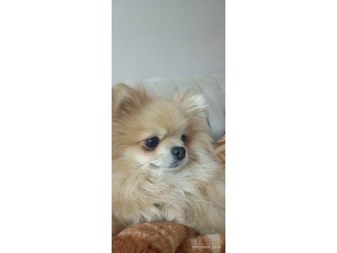 Pomeranian boo thecup