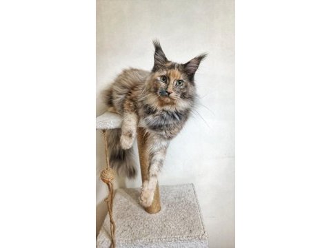 Dişi maine coon