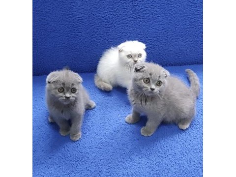 Koca kafa bulu ve bulupoint scottish fold ponçikler