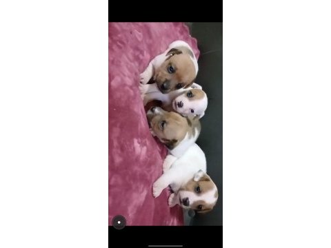 Jack russell kardeşler kısa bacak safkan