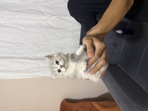 British shorthair bebekler