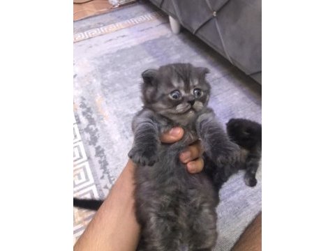 Tatlı eğitimli yavru cins kediler