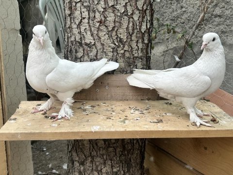 İster toplu ister tek ister takım güvercinler