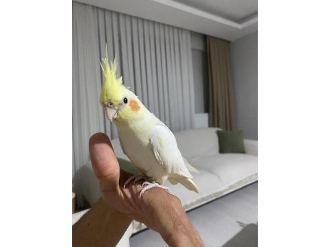 Konuşan erkek lutino sultan papağanı bebek