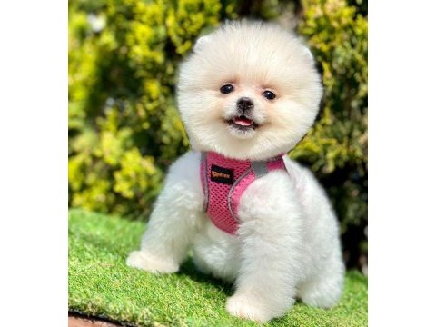 Safkan pomeranian boo yavrularımız