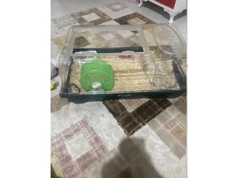Evcil 8 aylık suriye hamster