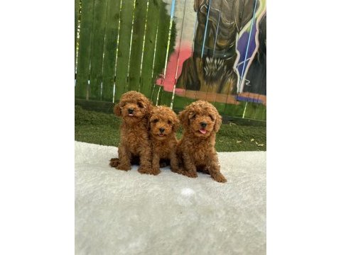 Türkiye geneli 81 ile gönderim toy poodle
