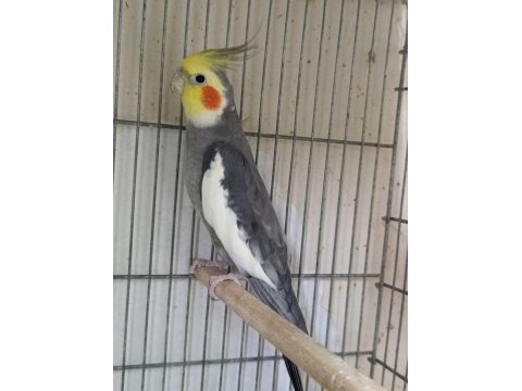 1 yaşında erkek sultan papağanı