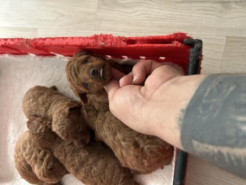 Toy poodle kore kan yavrular