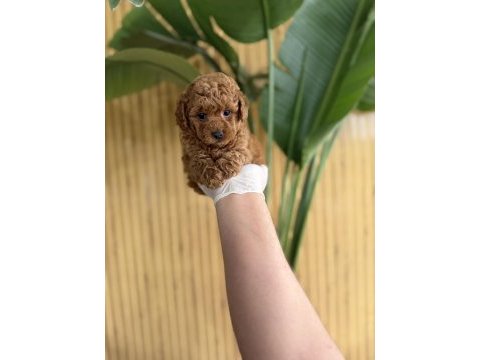 Referans yavru köpekler