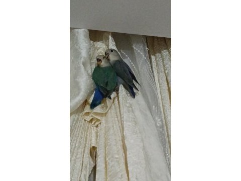 Yavru sevda papağanı