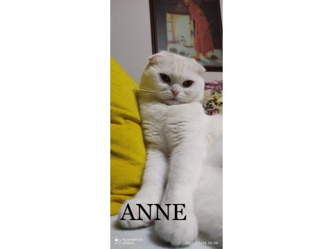 2 aylık dişi çok sağlıklı kedimiz