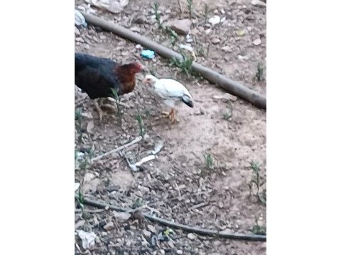 Güzel civcivler 3 aylık