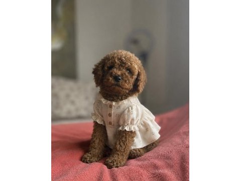 Red brown toy poodle yavrular