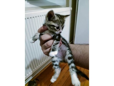 Ücretsiz sahiplendirilecek british shorthair melezi