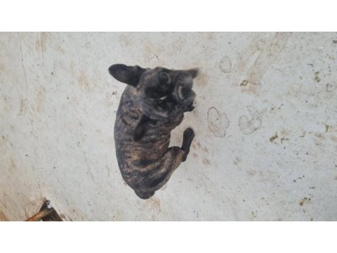 French bulldog yuvasını arıyor