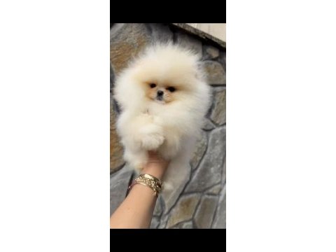 Muhteşem kalite orijinal ırk pomeranian boo dişi