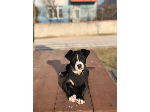 Tatlı kızımız evaya yuva arıyoruz