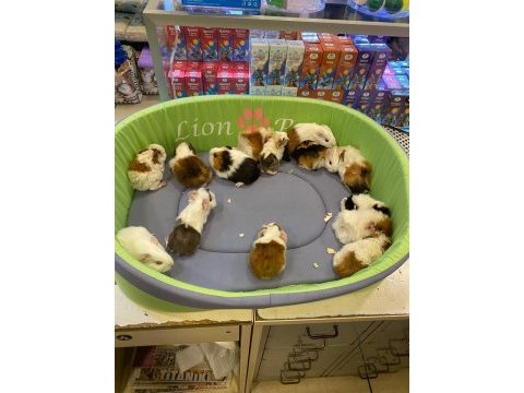 Sevimli ve enerjik guinea pig yavrularla siz de tanışın!