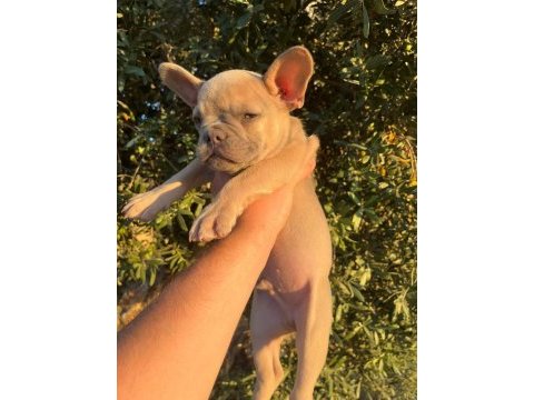 60 günlük son kalan erkek yavru french bulldog