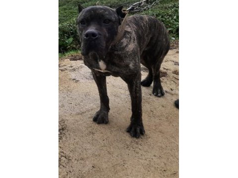 Sahibinden 8 aylık cane corso