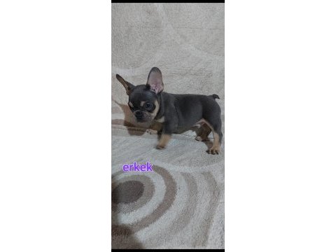 Renk renk french bulldog