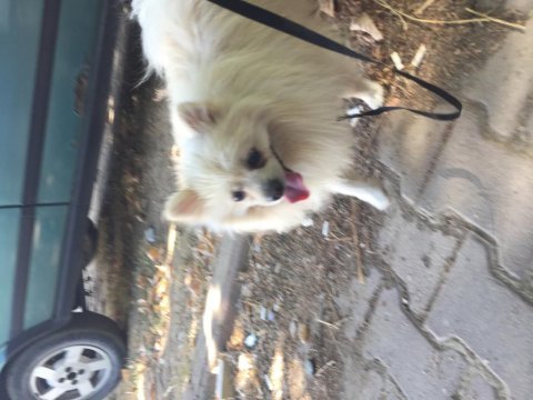 Acil sahiplenme spitz