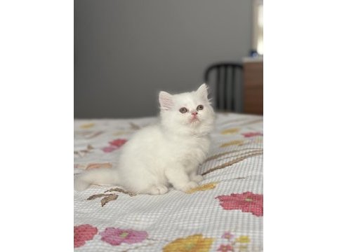Safkan iran persian yavrularımız yeni yuvasını bekliyor