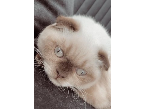 Scottish fold merkür dişi kalıcı yuva arıyoruz