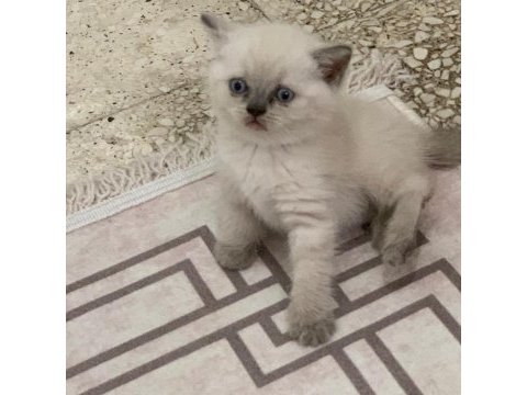 Blue point british shorthair bebeklerim