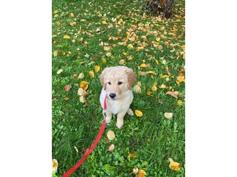 Safkan golden retriever 4 aylık
