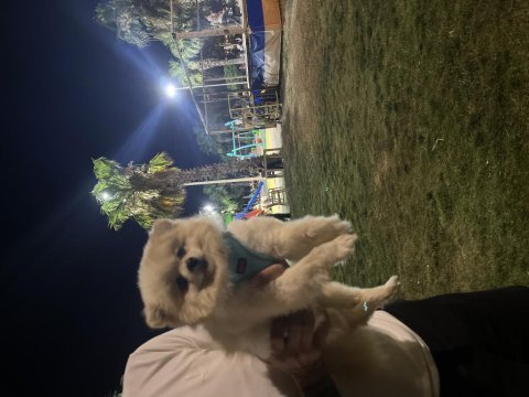 1 yaşında dişi pomeranian prenses