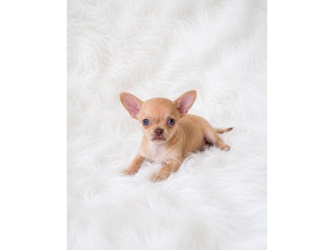 Wc eğitimli cep boy chihuahua