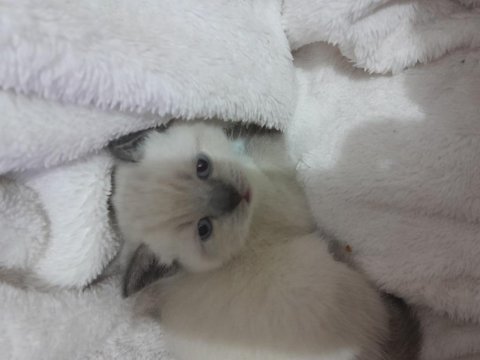 Kedimiz iyi bakacak ömürlük yuvasını arıyor