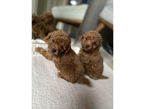 Orjinal toy poodle yavrularım